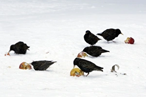 Starlings - in the garden eating apples Starlings - in the garden eating apples