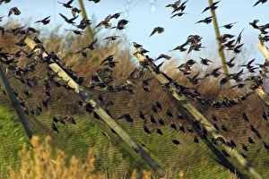 Starlings - Landing on fence surrounding land-fill site Starlings - Landing on fence surrounding land-fill site