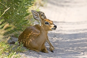 Steinbuck / Steinbok / Steenbok - resting in shade at side of dirt road Steinbuck / Steinbok / Steenbok - resting in shade at side of dirt road