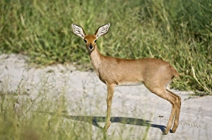 Steinbuck / Steinbok / Steenbok - side view standing on dirt road Steinbuck / Steinbok / Steenbok - side view standing on dirt road