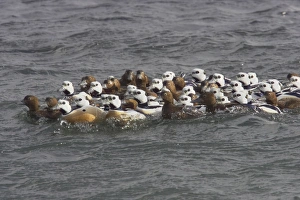 Stellers Eider - tightly packed winter flock Stellers Eider - tightly packed winter flock