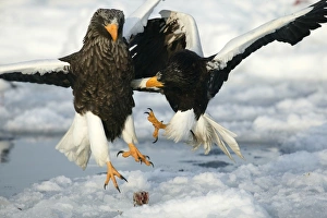 Stellers Sea Eagle - two fighting over food Stellers Sea Eagle - two fighting over food
