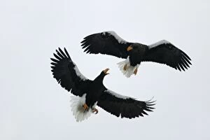 Images Dated 27th February 2004: Steller's Sea Eagle - two fighting in mid-air. Hokkaido, Japan