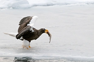 Stellers Sea Eagle - with fish in bill and wings raised standing on ice floe Stellers Sea Eagle - with fish in bill and wings raised standing on ice floe