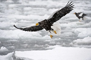Stellers Sea Eagle - in flight over frozen sea - during snow storm Stellers Sea Eagle - in flight over frozen sea - during snow storm