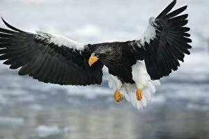Images Dated 2nd March 2004: Steller's Sea Eagle - in flight. Hokkaido, Japan