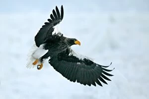 Images Dated 2nd March 2004: Steller's Sea Eagle - in flight. Hokkaido, Japan