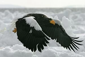 Images Dated 27th February 2004: Steller's Sea Eagle - in flight. Hokkaido, Japan