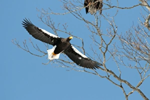 Stellers Sea Eagle - flying into tree roost Stellers Sea Eagle - flying into tree roost