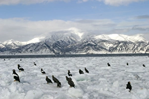 Stellers Sea Eagle - group resting on ice Stellers Sea Eagle - group resting on ice
