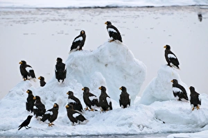 Stellers Sea Eagle - group of sixteen - on ice floe Stellers Sea Eagle - group of sixteen - on ice floe