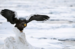 Stellers Sea Eagle - with raised wings - on ice floe Stellers Sea Eagle - with raised wings - on ice floe