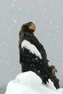 Images Dated 27th February 2004: Steller's Sea Eagle - in snow. Hokkaido, Japan