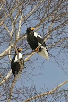 Images Dated 29th February 2004: Steller's Sea Eagle - two in tree. Hokkaido, Japan