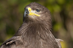 Steppe Eagle - close up of single immature bird Steppe Eagle - close up of single immature bird