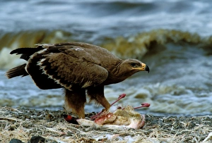Steppe Eagle eating Lesser Flamingo (Phoenicopterus minor) Steppe Eagle eating Lesser Flamingo (Phoenicopterus minor)