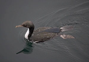 Stewart Island Shag, just surfaced Stewart Island Shag, just surfaced
