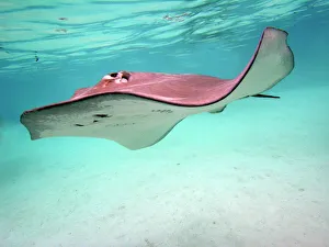 STINGRAY - These large soft rays live on sand in the Moorea lagoon STINGRAY - These large soft rays live on sand in the Moorea lagoon