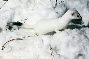 STOAT / Ermine / Short-tailed weasel - in snow, January