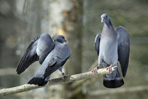 Stock Dove - 2 rival males fighting during breeding season Stock Dove - 2 rival males fighting during breeding season