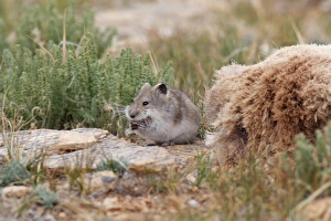 Stoliczkas Mountain Vole - collecting hair from pelt of Argali Stoliczkas Mountain Vole - collecting hair from pelt of Argali