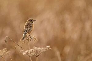 Stonechat adult on reed winter