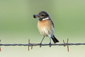 Stonechat - female, on fence with food in beak Stonechat - female, on fence with food in beak