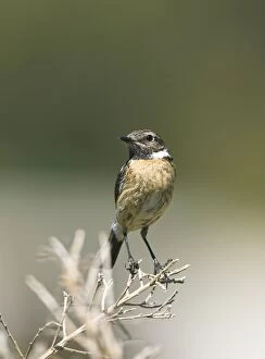 Saxicola Gallery: Stonechat - female perched