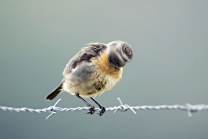 Stonechat - female shaking its head vigorously after preening Stonechat - female shaking its head vigorously after preening