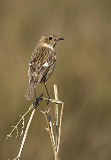 Stonechat - female standing on top of old bracken and keeping watch - May Stonechat - female standing on top of old bracken and keeping watch - May