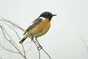 Stonechat - male perched on plant stem Stonechat - male perched on plant stem