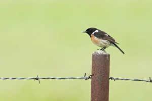 Stonechat - Single adult male perching on a post Stonechat - Single adult male perching on a post