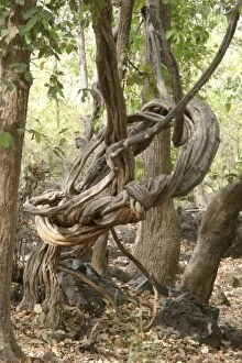Images Dated 13th April 2003: Stranger Vine. Bandhavgarh NP, India