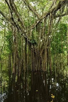 Images Dated 14th May 2011: strangler fig tree, flooded forest, Amazon, Mamiraua