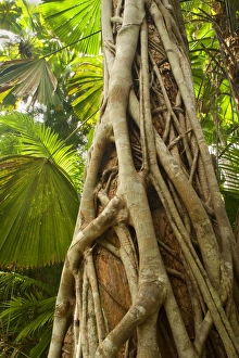 Strangler Fig - a young strangler fig embraces its host tree in a tropical rainforest Strangler Fig - a young strangler fig embraces its host tree in a tropical rainforest