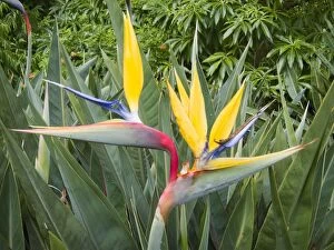 Strelitzia / Crane Flower / Bird of Paradise
