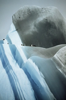 Striated Iceberg - Jade to blue with Chinstrap Penguins Striated Iceberg - Jade to blue with Chinstrap Penguins