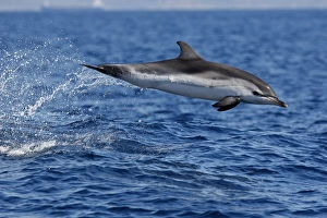 Striped Dolphin - leaping out of water in the strait of Gibraltar Striped Dolphin - leaping out of water in the strait of Gibraltar