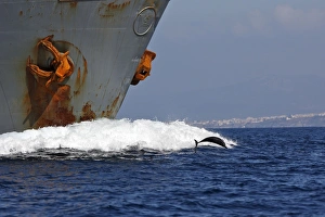 Striped Dolphin - playing / bow riding in front of cargo ship in the strait of Gibraltar Striped Dolphin - playing / bow riding in front of cargo ship in the strait of Gibraltar