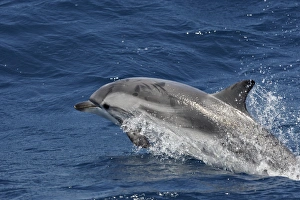 Striped Dolphin - in the straits of Gibraltar Striped Dolphin - in the straits of Gibraltar