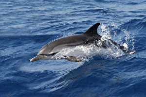 Striped Dolphin - swimming in the Strait of Gibraltar Striped Dolphin - swimming in the Strait of Gibraltar
