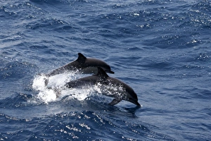 Striped Dolphins - swimming in the straits of Gibraltar Striped Dolphins - swimming in the straits of Gibraltar