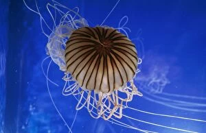 Images Dated 23rd August 2006: Striped Jellyfish