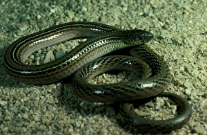 Striped legless lizard - endangered / vulnerable species Striped legless lizard - endangered / vulnerable species