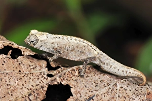 Stumped-tailed Chameleon / Leaf Chameleon Stumped-tailed Chameleon / Leaf Chameleon