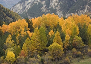 Stunning autumn colour in the Ubaye valley, Maritime Alps Stunning autumn colour in the Ubaye valley, Maritime Alps