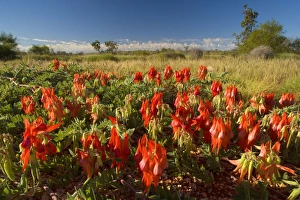 Sturts Desert Pea - brightly red coloured blossoms of this unusual perennial herb in Sturts Desert Pea - brightly red coloured blossoms of this unusual perennial herb in