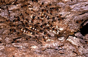 Sugar ants - accompanying larvae of lycaenid butterfly (Ogyrus genoveva) Sugar ants - accompanying larvae of lycaenid butterfly (Ogyrus genoveva)
