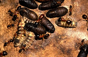 Sugar ants - guarding larvae and pupae of the butterfly Ogyrus genoveva in exchange for Sugar ants - guarding larvae and pupae of the butterfly Ogyrus genoveva in exchange for
