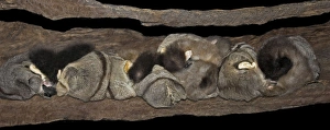 Sugar glider - clan sleeping in communal nest hollow Sugar glider - clan sleeping in communal nest hollow